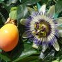 Oranje vruchten van de Passiebloem